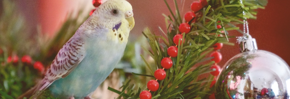 Weihnachten Papageien & Sittichen Wellensittich im Weihnachtsbaum