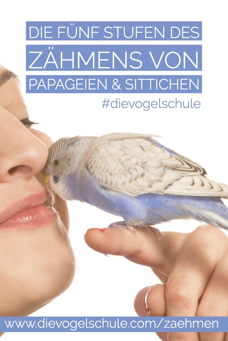 Blauer Wellensittich zähmen