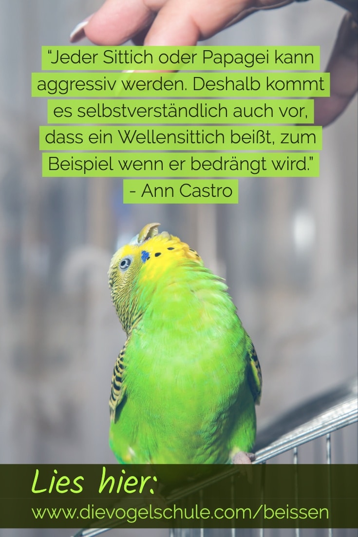 Wellensittich beißt Beissen Papageien Sittiche P-1 Wellensittich beißt