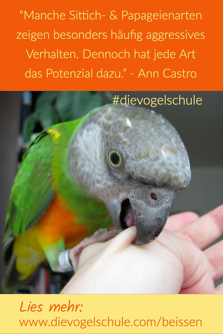 Beissen: Papageien beißen abgewöhnen Beissen: Papageien beißen abgewöhnen