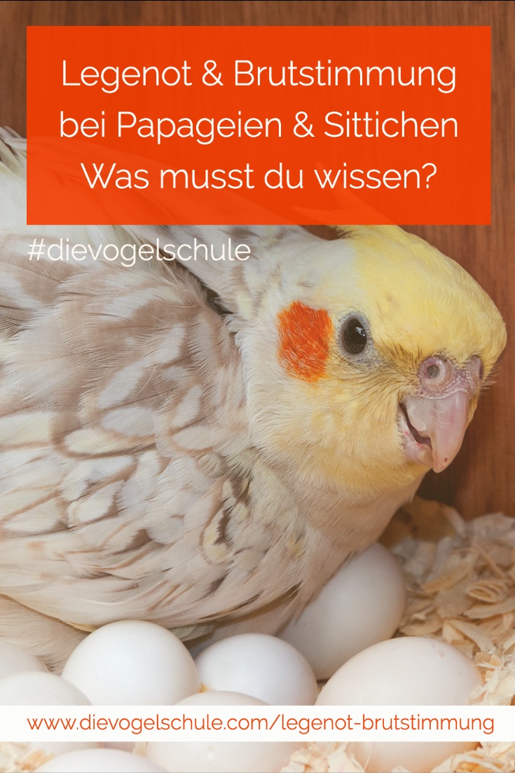 Papagei Eier legen - Nymphensittich Papagei Eier legen - Nymphensittich