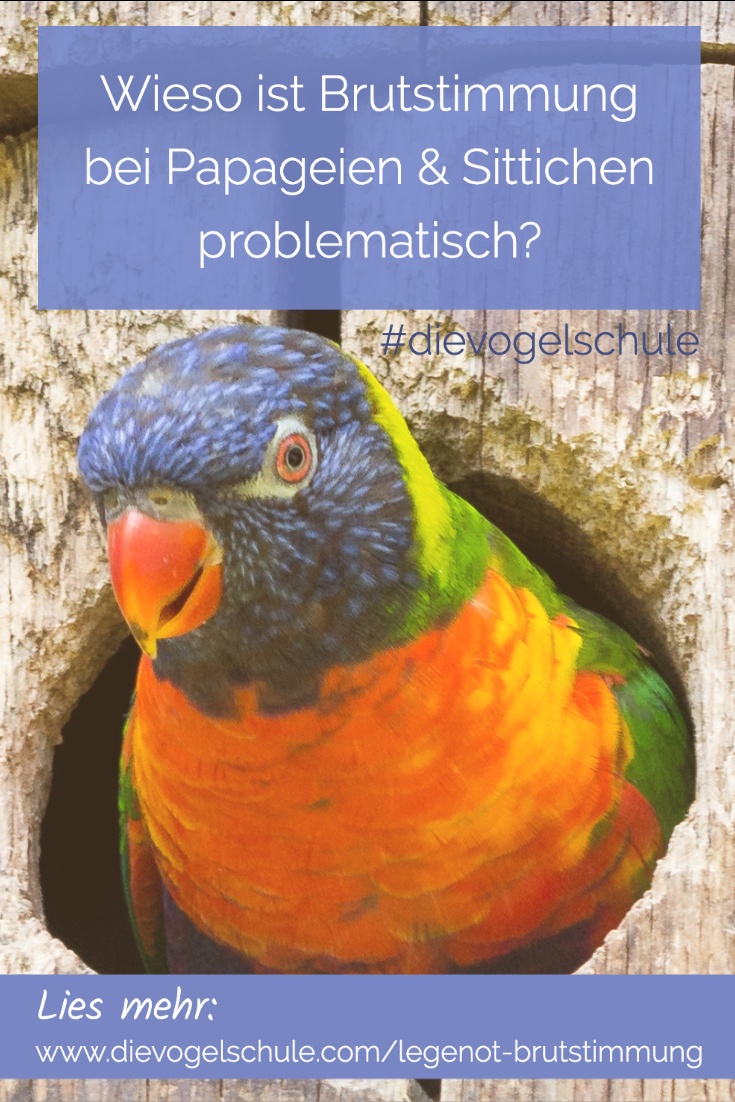 Legenot bei Papageien & Sittichen Lori Legenot bei Papageien & Sittichen Lori