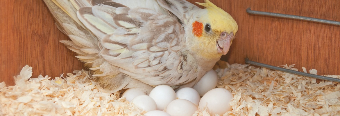 Legenot & Brutstimmung bei Papageien & Sittichen WP Legenot & Brutstimmung bei Papageien & Sittichen WP