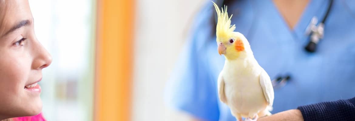 Nymphensittich Krankheiten