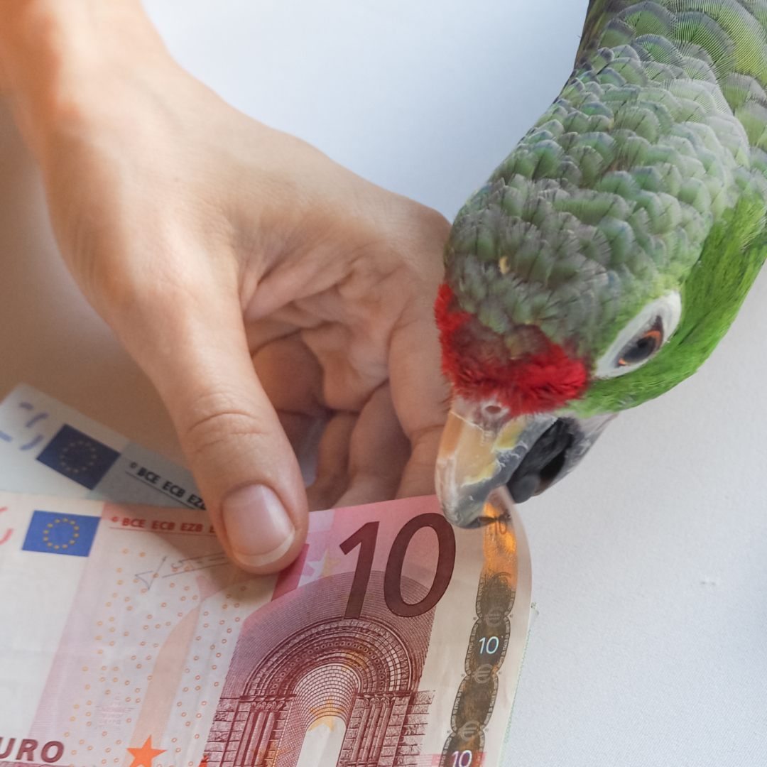 Papagei kaufen Sittich kaufen Vogel kaufen FIMG