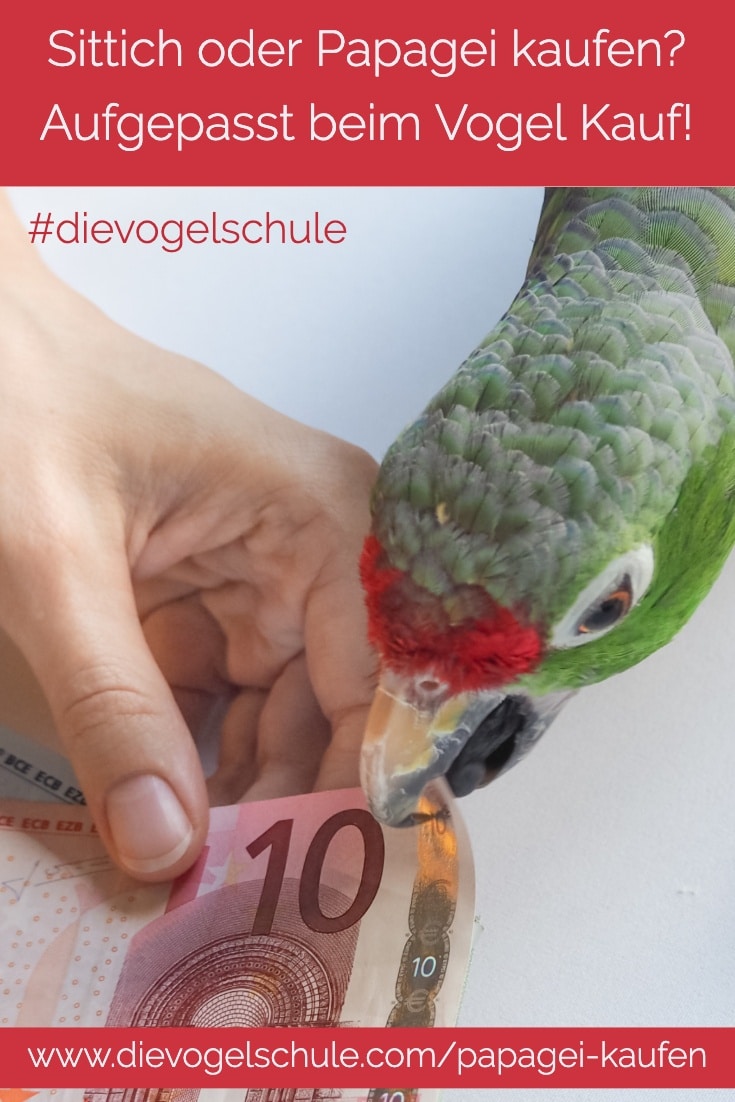 Papagei kaufen Sittich kaufen Vogel kaufen P-1 Amazone Euro Papagei kaufen Sittich kaufen Vogel kaufen P-1