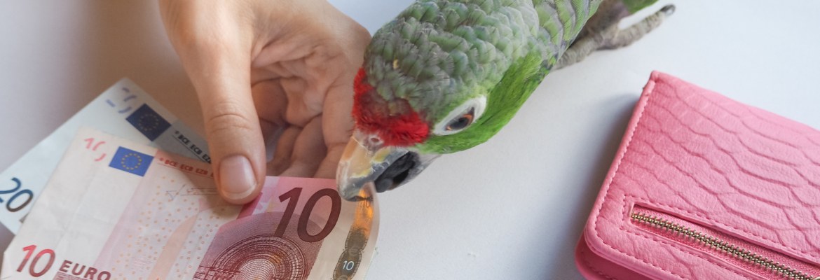 Sittiche & Papageien kaufen oder adoptieren – So machst du es richtig! Sittiche & Papageien kaufen oder adoptieren – Amazone mir Geld