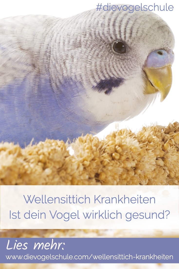 Wellensittich Krankheiten P-1 Wellensittich Krankheiten P-1