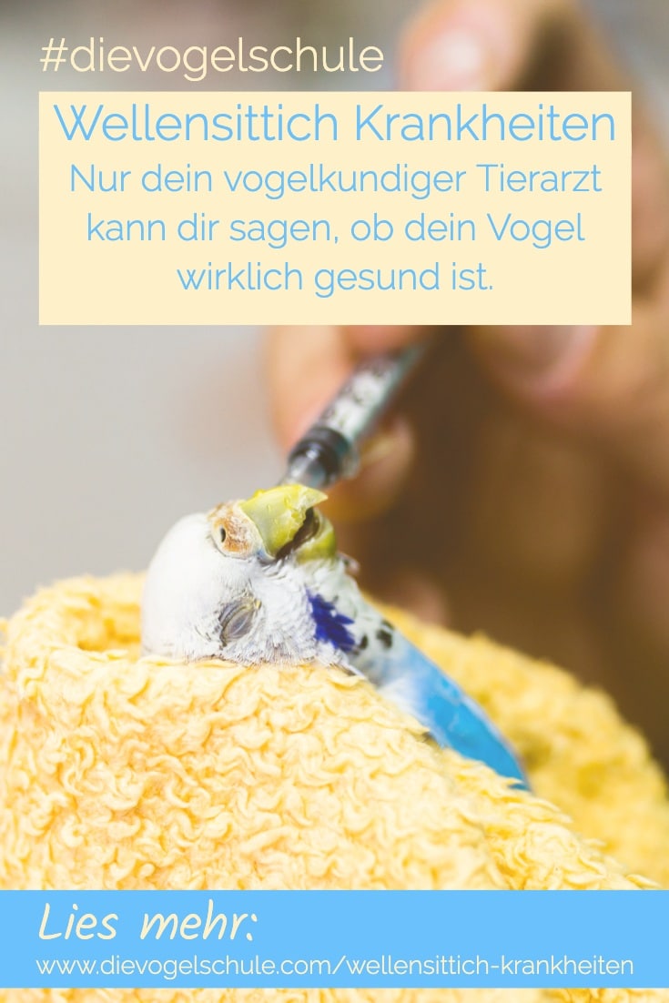 Wellensittich Krankheiten P-2 kranker wellensittich bekommt Medikamente aus der Spritzen - Wellensittich Krankheiten P-2