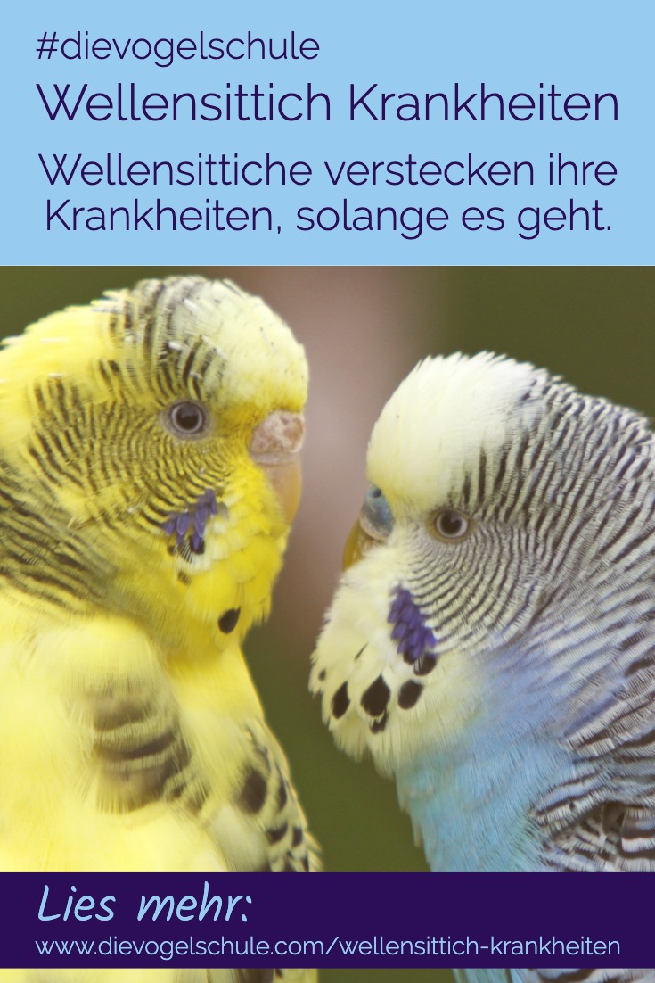 Wellensittich Krankheiten P-3 Wellensittich Krankheiten P-3