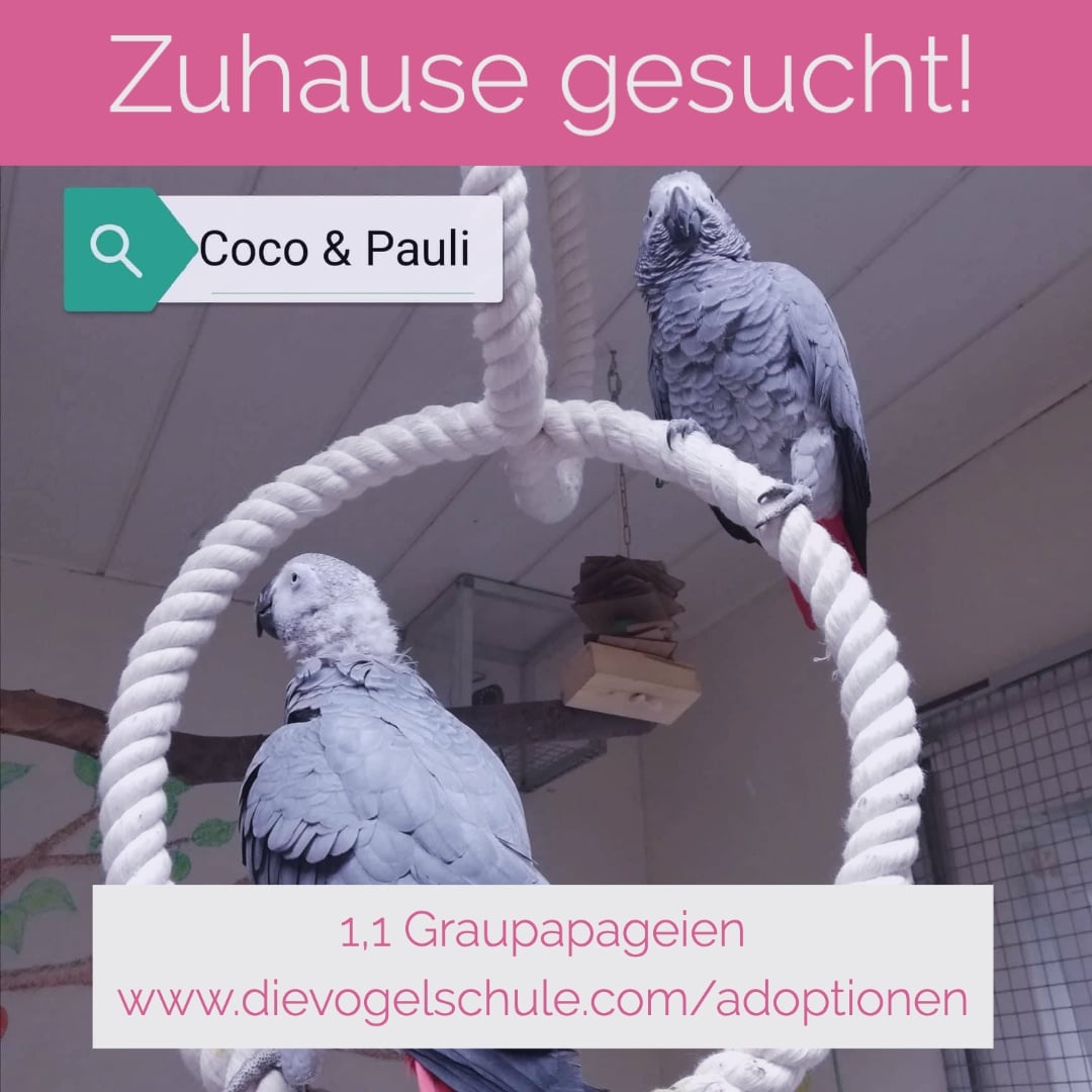 Graupapageien abzugeben IG Graupapageien abzugeben IG
