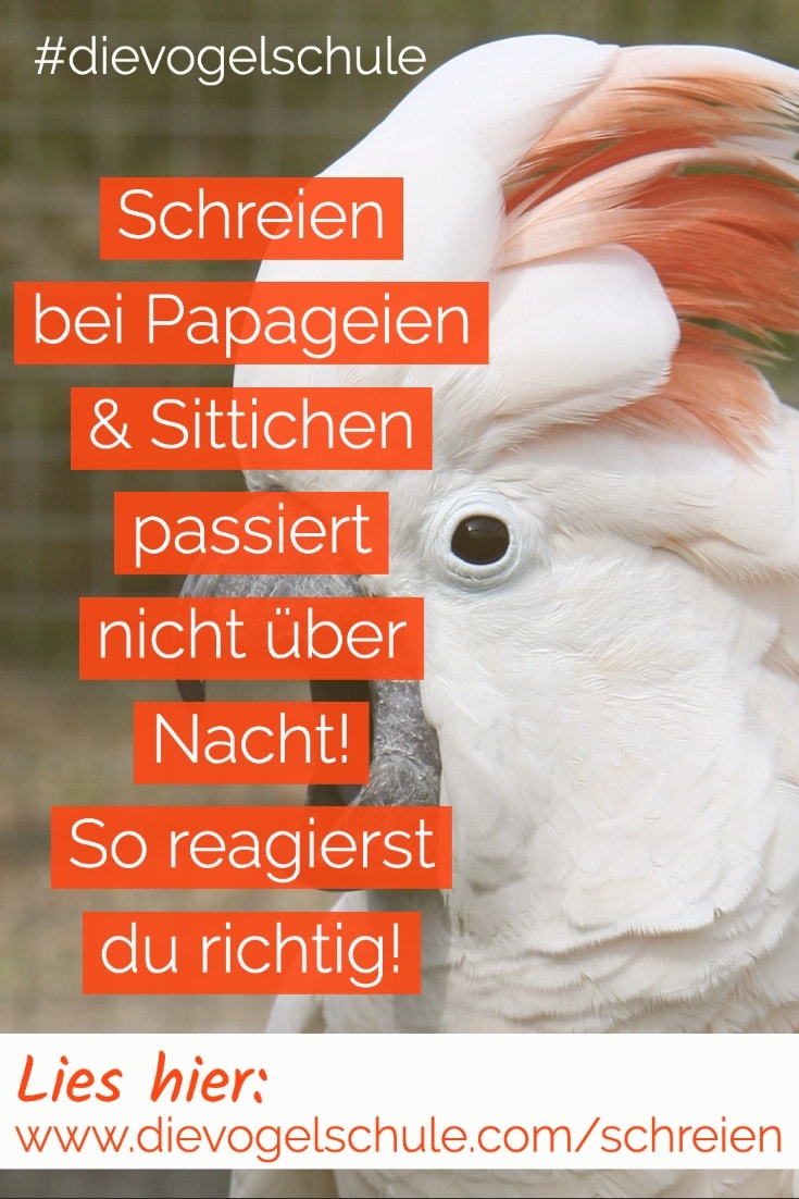 Schreien Papageien & Sittiche P1