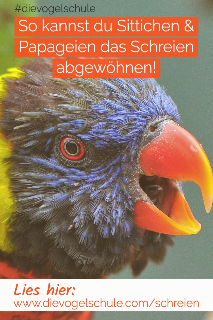 Schreien-Papageien-Sittiche-P-2