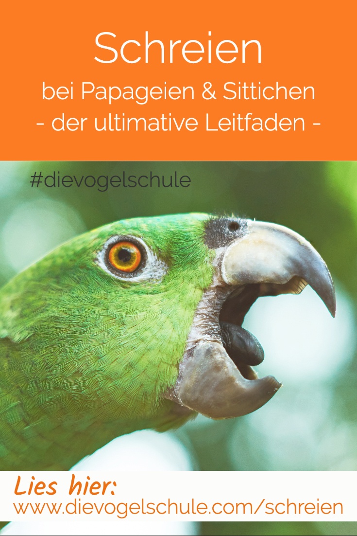 Schreien-Papageien-Sittiche-P-3