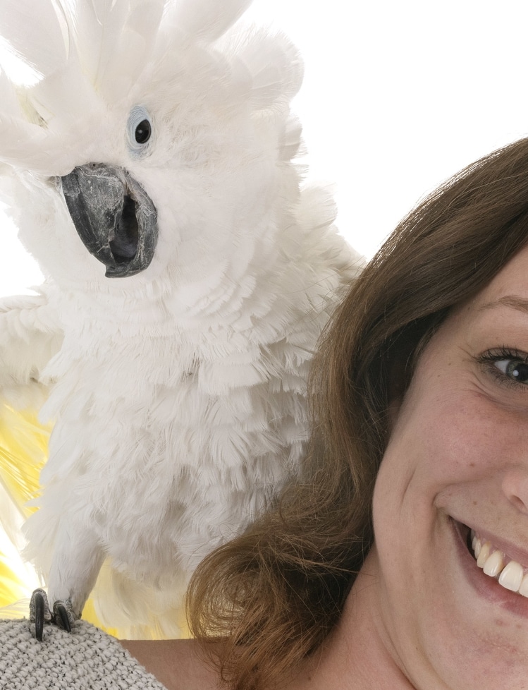 Kakadu beißt Training