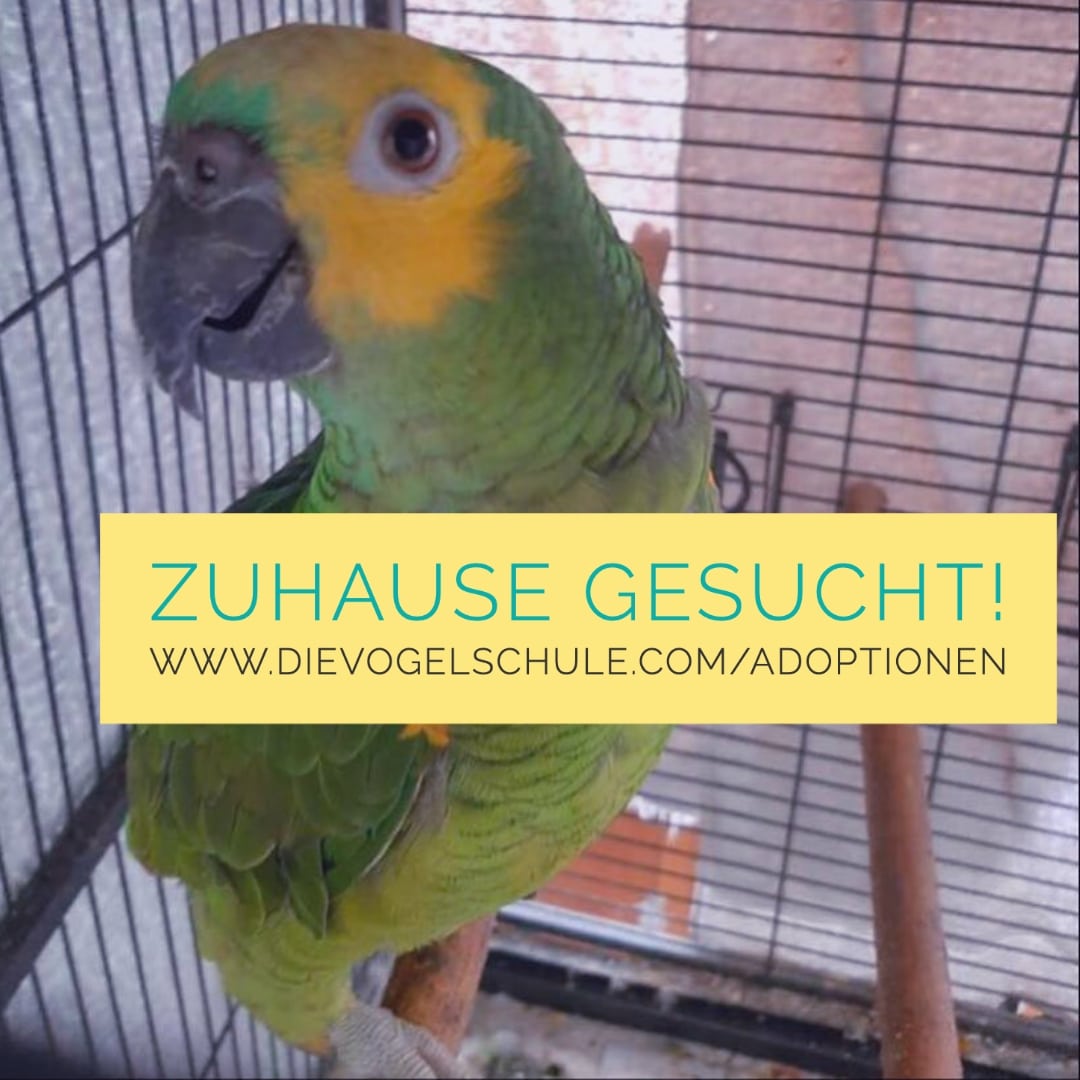 Blaustirnamazone statt kaufen adoptieren Blaustirnamazone statt kaufen adoptieren