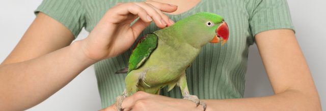 Halsbandsittich kaufen als Haustier