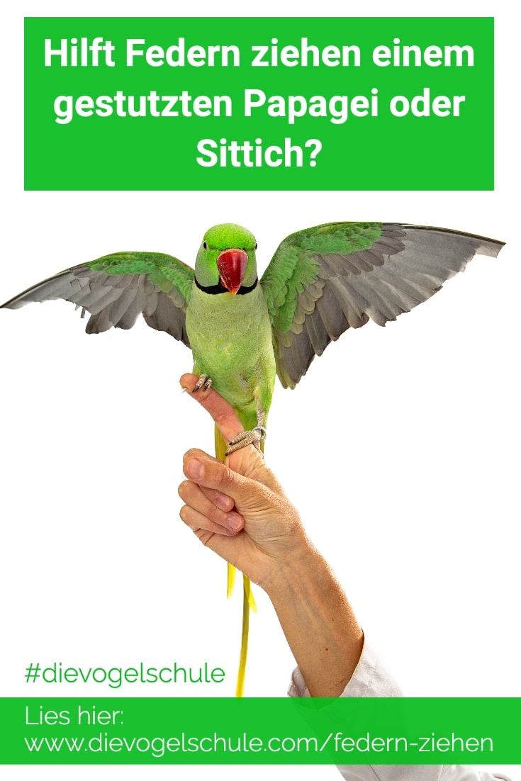 Federn Ziehen bei Papageien P-1 Federn Ziehen bei Papageien P-1