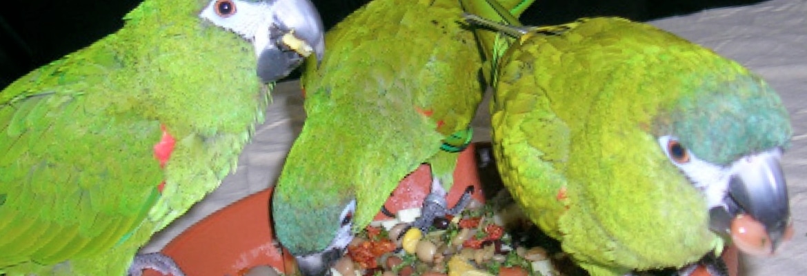 Papageienfutter Papageienfutter Zwergaras