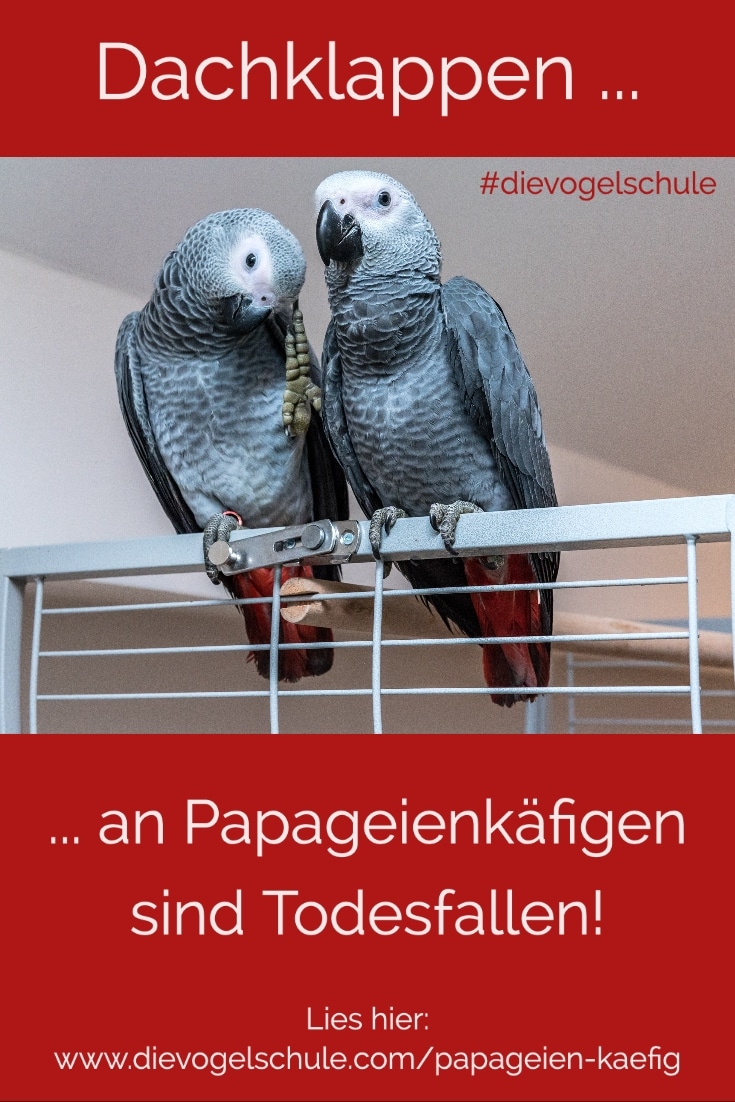 Papageien-Käfig mit Graupapageien