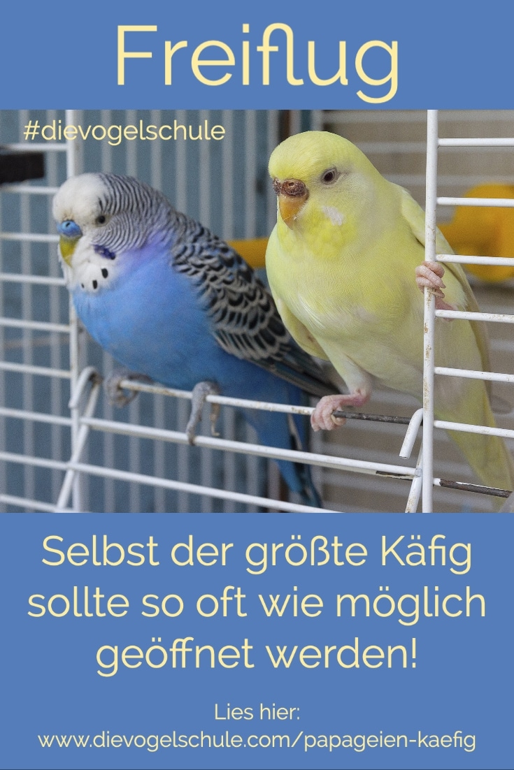 Wellensittiche in der Tür des Papageien-Käfigs