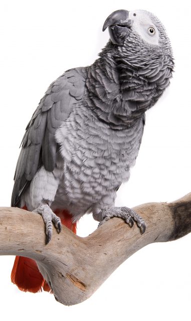 Congo Graupapagei Congo Graupapagei