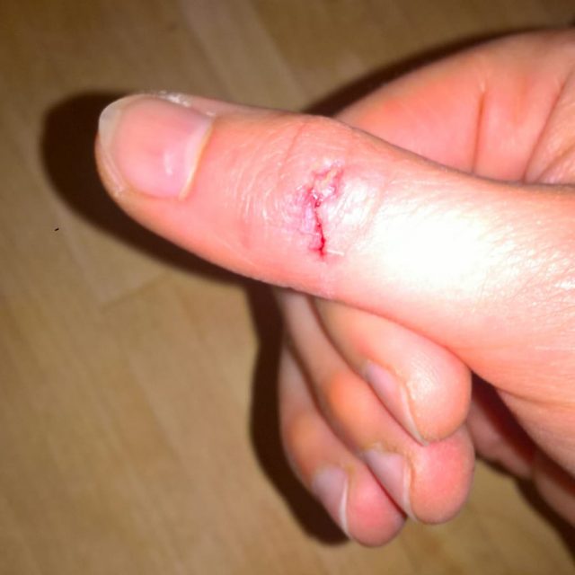 TImneh Graupapagei Biss TImneh Graupapagei Biss