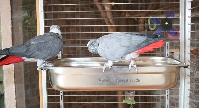 Papageien Badewanne-07 Papageien Badewanne-07