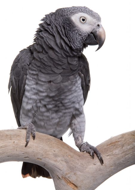 Timneh Graupapagei Timneh Graupapagei
