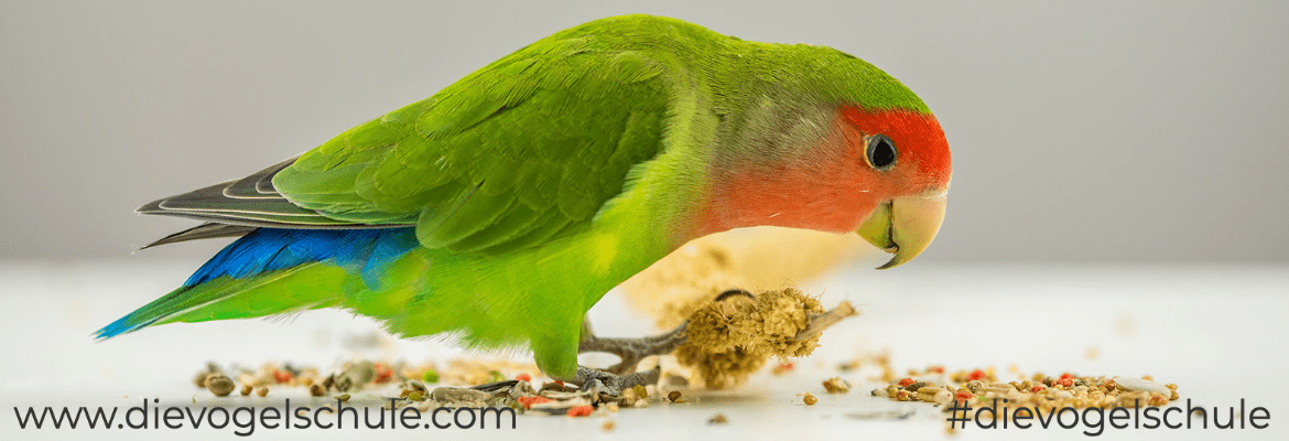 Körnerfutter FIMG Körnerfutter