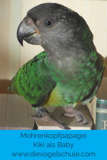 Mohrenkopf-Papagei Baby Mohrenkopf-Papagei Baby