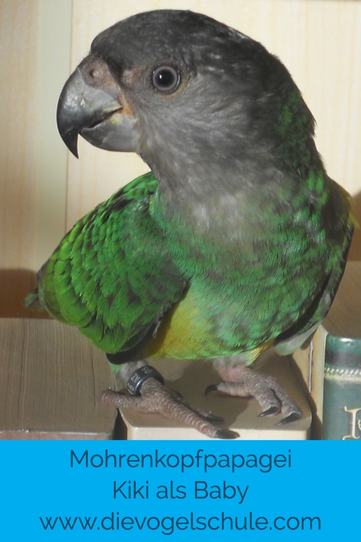 Mohrenkopf-Papagei Baby