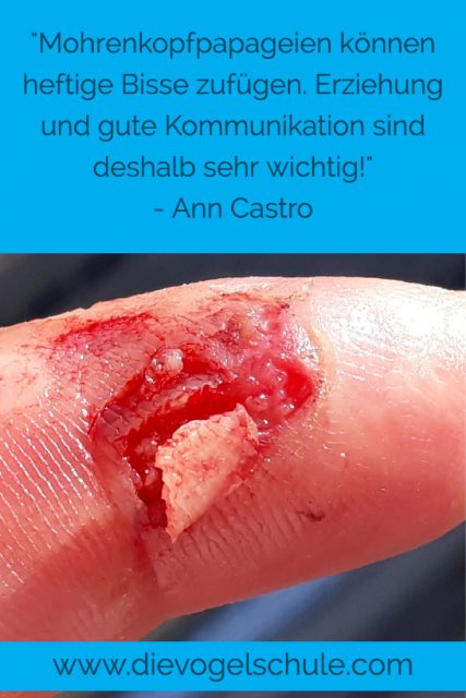 Mohrenkopf-Papagei beisst Mohrenkopf-Papagei beisst