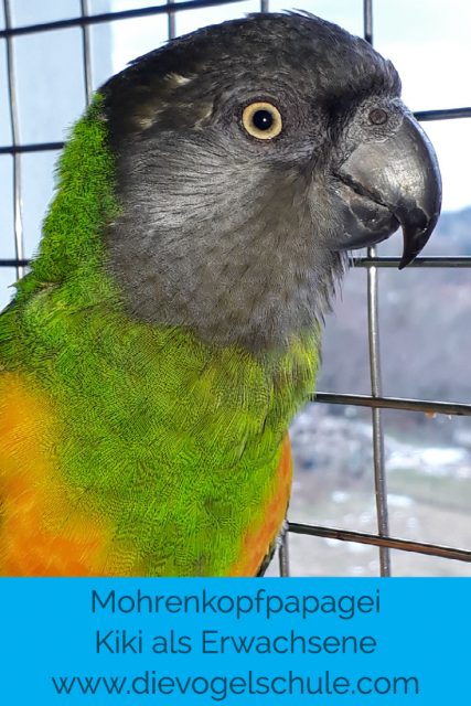 Mohrenkopf-Papagei erwachsen Mohrenkopf-Papagei erwachsen