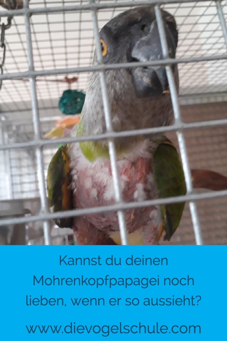 Mohrenkopf-Papagei rupft Mohrenkopf-Papagei rupft