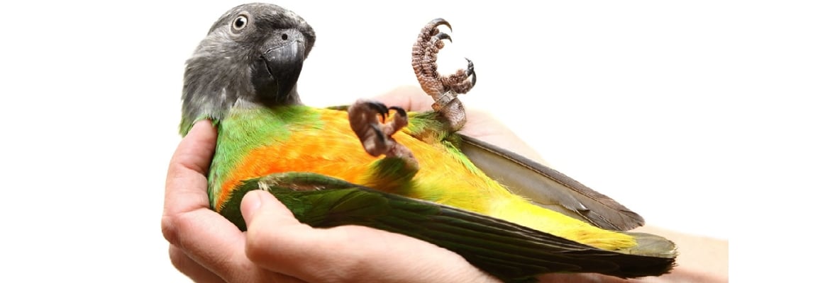 Mohrenkopf-Papagei Mohrenkopf-Papagei