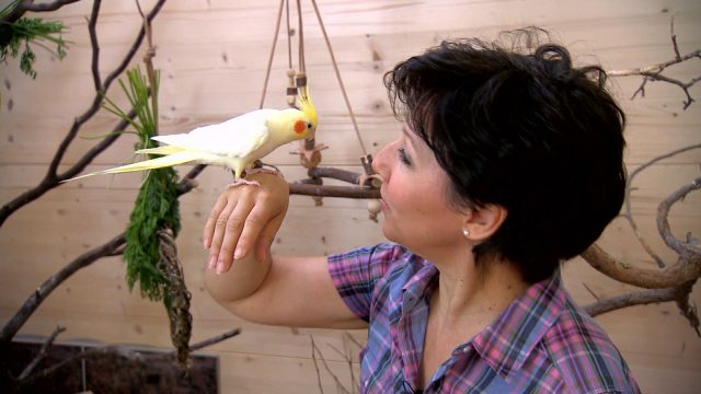 Fehlgeprägter Nymphensittich