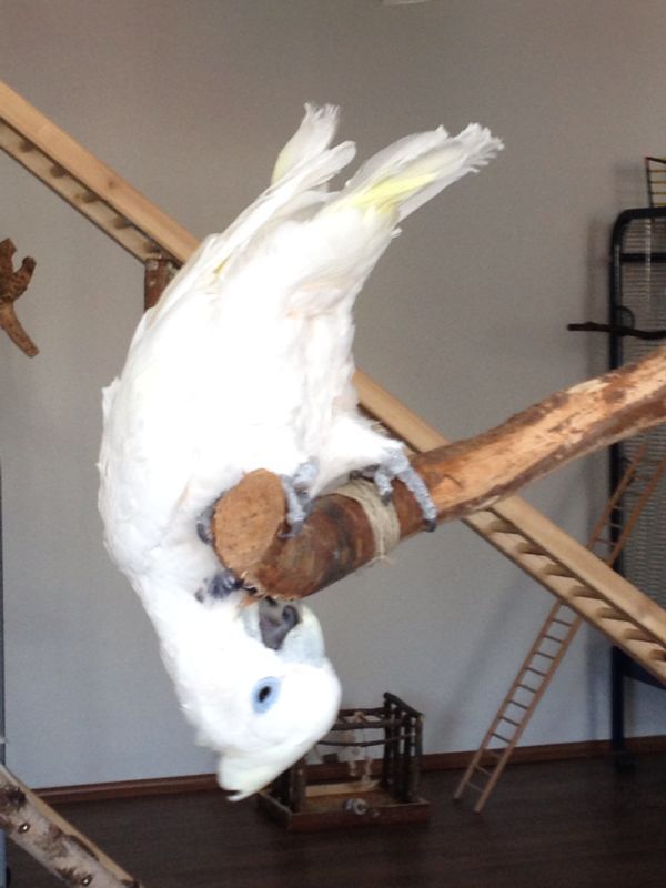 Kakadu Paul schreit und beißt Kakadu Paul schreit und beißt