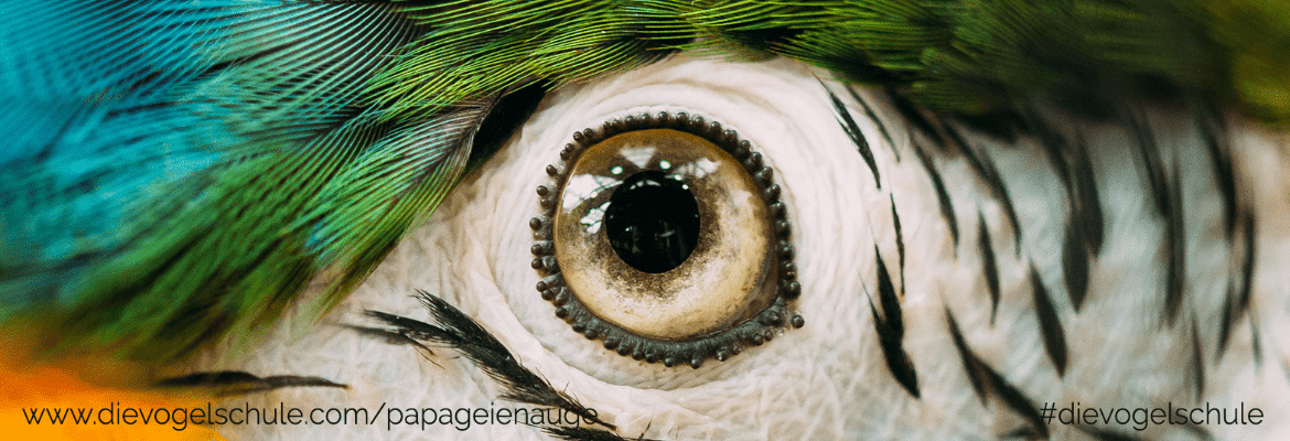 Papagei Auge - Karotinoide Papagei Auge - Karotinoide