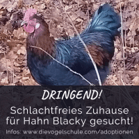 Hahn-Blacky FB Hahn-Blacky FB