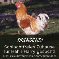 Hahn-Harry FB Hahn-Harry adoptieren
