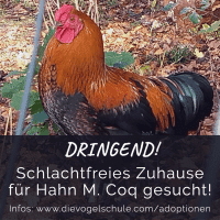 Hahn-M Coq adoptieren Hahn-M Coq adoptieren
