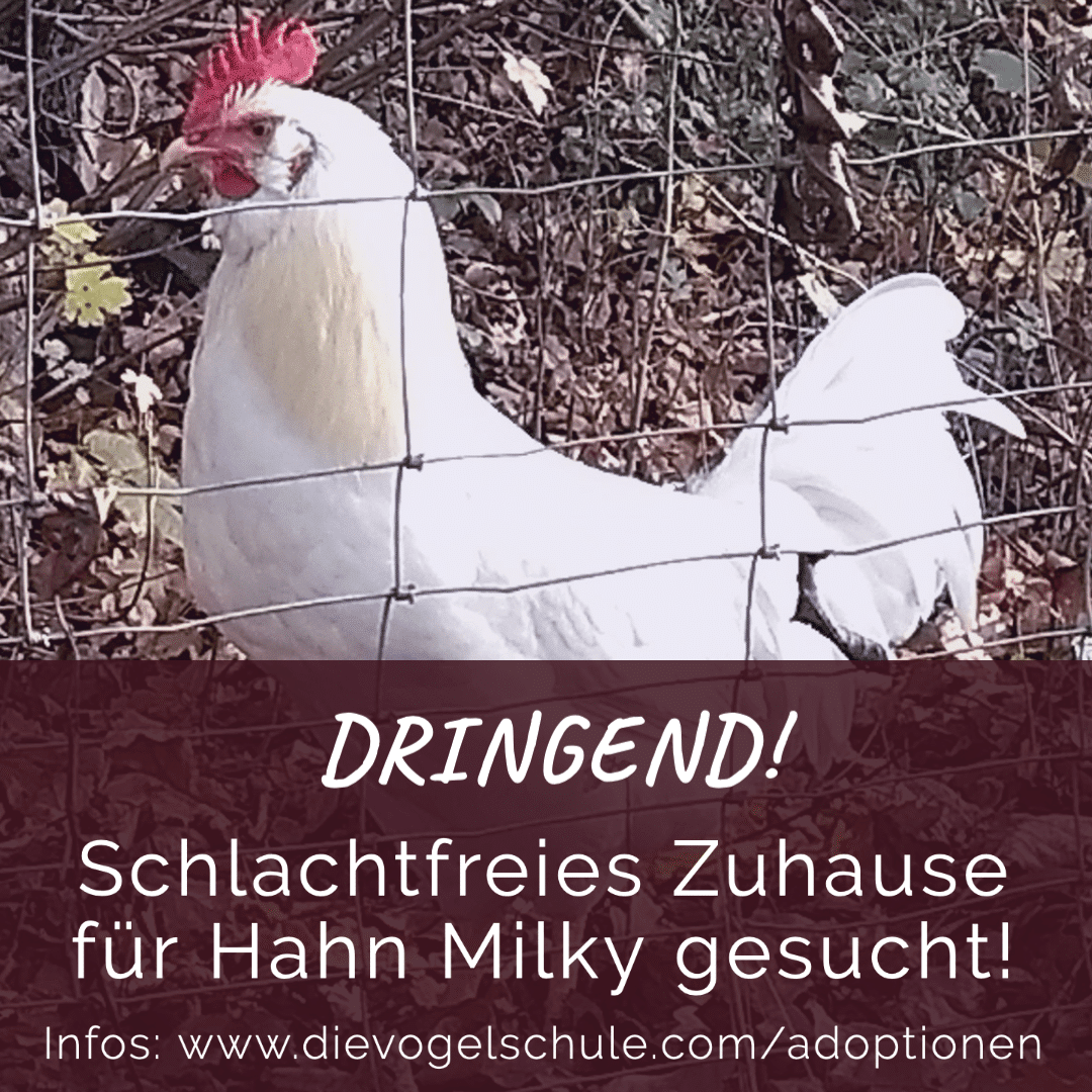 Hahn-Milky-adoptieren FB Hahn-Milky-adoptieren FB