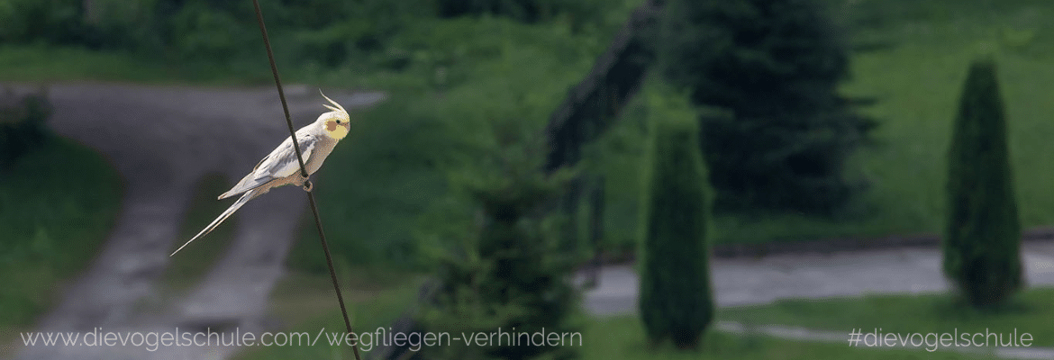 Wiesenkräuter - Frischkost für Papageien und Sittiche Wiesenkräuter - Frischkost für Papageien und Sittiche