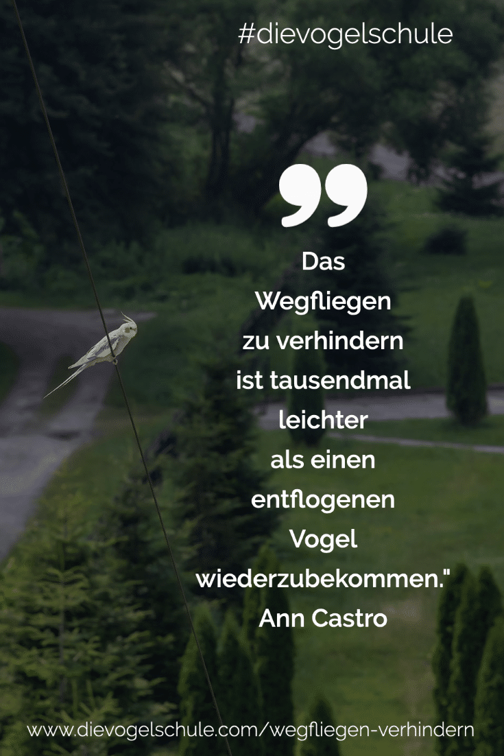 Wegfliegen verhindern bei Papageien - Nymphensittich entflogen P1 Wegfliegen verhindern bei Papageien - Nymphensittich entflogen P1