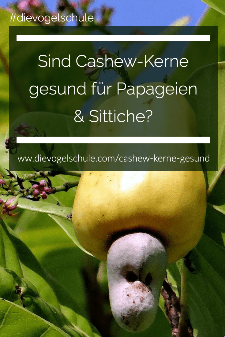 Cashew-Kerne Gesund P Cashew-Kerne Gesund