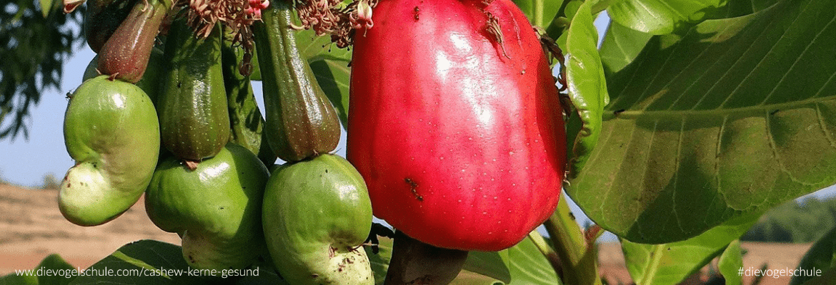 Sind Cashew-Kerne gesund für Papageien & Sittiche? Sind Cashew-Kerne gesund für Papageien & Sittiche?
