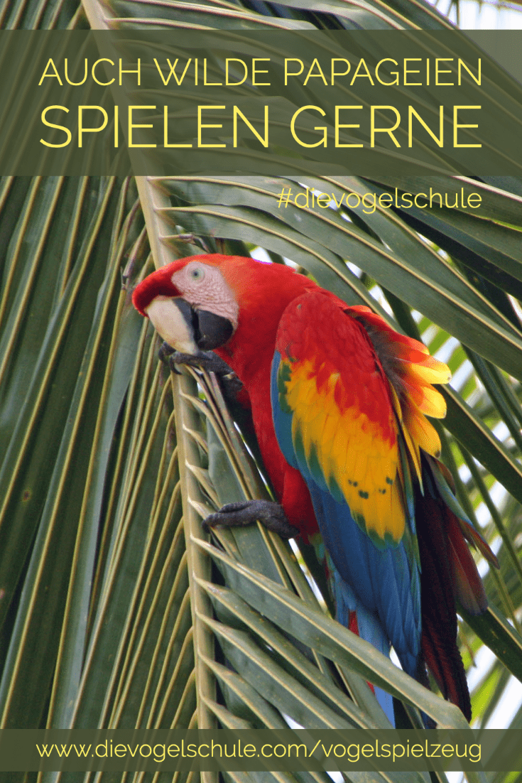 Papageienspielzeug P Papageienspielzeug - auch wilde Papageien spielen gerne