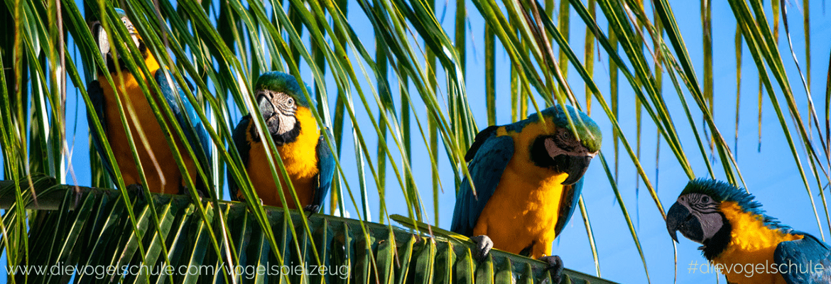 Vogelspielzeug – Beschäftigung für Papageien & Sittiche Vogelspielzeug – Beschäftigung für Papageien & Sittiche