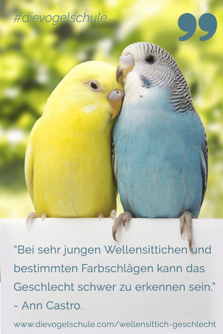 Wellensittich Geschlecht Jungvögel